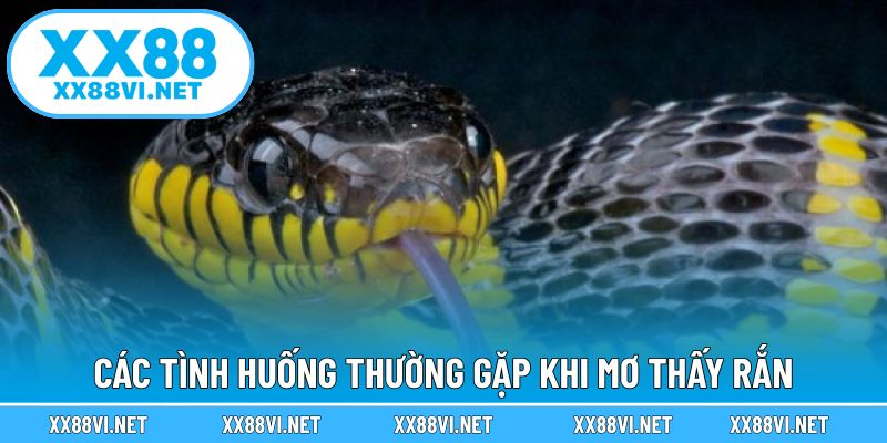 Các tình huống thường gặp khi mơ thấy rắn