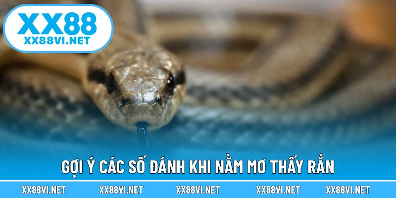 Gợi ý các số đánh khi nằm mơ thấy rắn